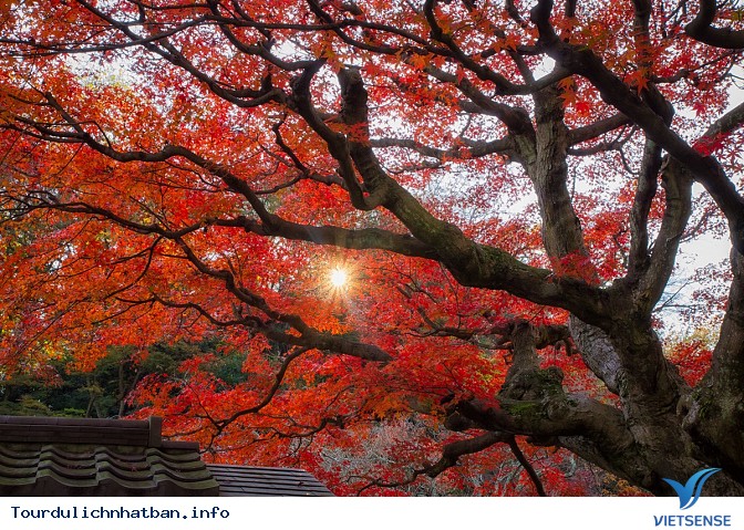 Du Lịch Nhật Bản Mùa Thu Ngắm Vẻ Đẹp Lá Phong Rực Rỡ - Ảnh 3