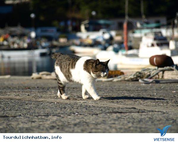 Đến Nhật Bản Thăm Vương Quốc Của Loài Mèo - Ảnh 1