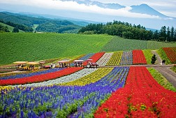 Đến với Hokkaido Nhật Bản ngắm hoa Oải Hương (Lavender)