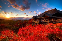 Mùa Lá Đỏ Nhật Bản: Khám phá sắc đỏ thần tiên của mùa thu