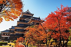 Ngắm nhìn vẻ đẹp rực rỡ của lá phong mùa thu Nhật Bản