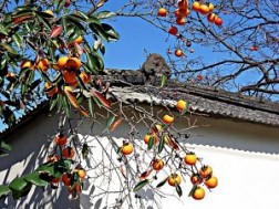 Những điều đặc biệt của cây Hồng trước cửa nhà người Nhật Bản