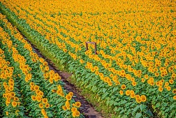 Thích thú chiêm ngưỡng “tấm thảm vàng” đồng hoa hướng dương tại Nhật