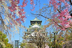Tokyo – Yokohama – Ngắm Hoa Anh Đào Nở Sớm Kawazu - Mt.Fuji - Kyoto – Osaka: Khám phá văn hóa truyền thống và lễ hội sôi động