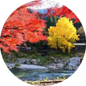Tokyo Nhật Bản - Ảnh 12 Tokyo Nhật Bản - Ảnh 12