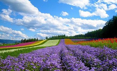 Đảo Hokkaido Nhật Bản Đảo Hokkaido Nhật Bản