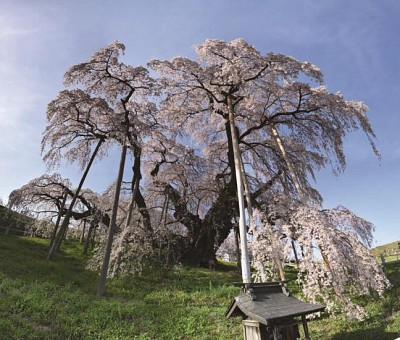 Fukushima - tuyết rơi trắng trời sau mùa lá đỏ Nhật Bản Fukushima - tuyết rơi trắng trời sau mùa lá đỏ Nhật Bản