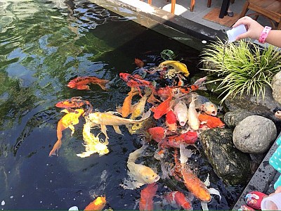 Ghé Thăm Thủ Phú Nuôi Cá Koi Lớn Nhất Xứ Phù Tang Ghé Thăm Thủ Phú Nuôi Cá Koi Lớn Nhất Xứ Phù Tang