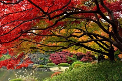 Khám Phá Yoyogi- Một Trong Bốn Công Viên Lớn Nhất Tokyo Khám Phá Yoyogi- Một Trong Bốn Công Viên Lớn Nhất Tokyo