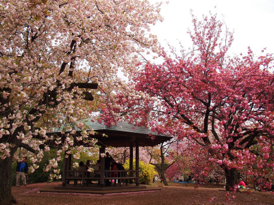 Kinh Nghiệm Ngắm Hoa Anh Đào Ở Công Viên Shinjuku Gyoen, Tokyo Kinh Nghiệm Ngắm Hoa Anh Đào Ở Công Viên Shinjuku Gyoen, Tokyo