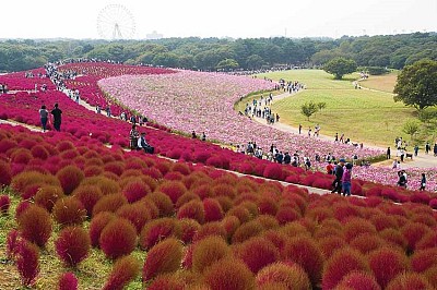 Chiêm Ngưỡng Đồi Cỏ Đổi Màu Khi Tới Nhật Bản Mùa Thu Chiêm Ngưỡng Đồi Cỏ Đổi Màu Khi Tới Nhật Bản Mùa Thu