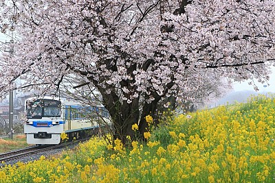 Trải Nghiệm Mới Ngắm Hoa Anh Đào Trên Những Chuyến Tàu Ở Tohoku Trải Nghiệm Mới Ngắm Hoa Anh Đào Trên Những Chuyến Tàu Ở Tohoku
