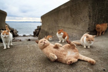 Đến Nhật Bản Thăm Vương Quốc Của Loài Mèo