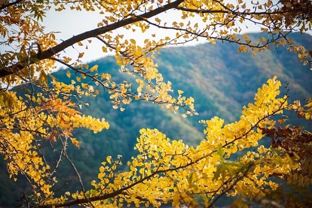 Đến Okutama Nhật Bản - Ngắm Rừng Cây Lá Đỏ Tại 