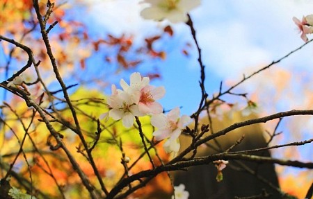Ghé Thăm Ngôi Làng Ngắm Hoa Anh Đào Trái Mùa Duy Nhất Tại Nhật Bản