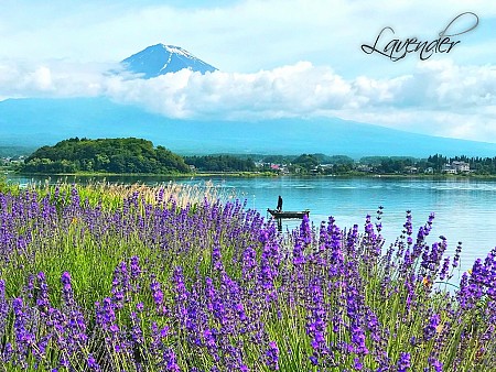 Hành Trình Di Sản - Kyoto - Osaka: Khám phá xứ sở hoa anh đào trong những ngày nắng rực rỡ