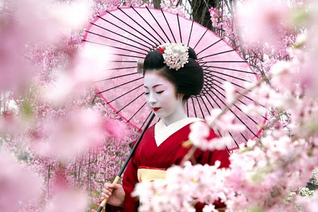 Hoa mận bừng nở đẹp không kém hoa Anh Đào ở Nhật Bản