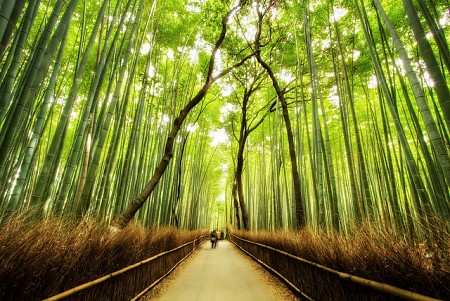 Khám Phá Không Gian Tuyệt Đẹp Của Rừng Tre Sagano Nhật Bản