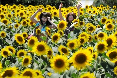 Lễ hội đặc sắc hoa hướng dương ở Nhật Bản
