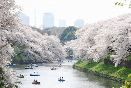Mùa Hoa Anh Đào Nhật Bản Và Những Địa Điểm Hẹn Hò Lãn Mạn