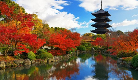 Mùa thu lãng mạn bên sắc đỏ của lá phong tại Nhật Bản