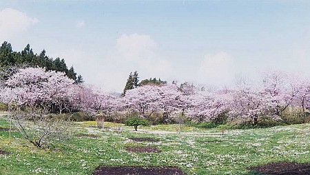 Nên thưởng thức hoa anh đào tại địa danh nào ở Nhật Bản?