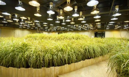 Ngỡ ngàng trăm điều độc đáo trồng lúa trong nhà Nhật Bản