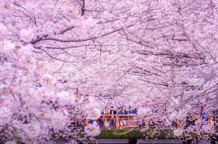 Nhật Bản sẽ đón mùa hoa anh đào sớm hơn năm ngoái