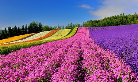 Những cánh đồng hoa bạt ngàn đa màu sắc ở Hokkaido Nhật Bản