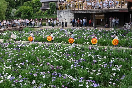 Những lễ hội hoa báo hiệu mùa hè ở Nhật Bản