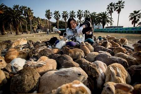 Thăm hòn đảo thỏ ở Nhật Bản