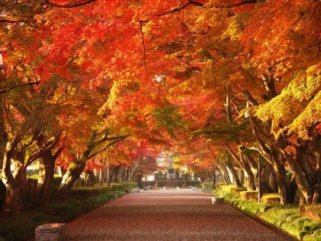 Tìm hiểu về mùa lá đỏ tại Nhật Bản