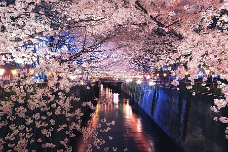 Tới đâu ngắm hoa anh đào Nhật Bản là lý tưởng nhất - Phần 2