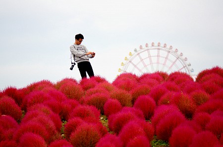Tới Nhật Bản ghé thăm thiên đường hoa đẹp mê hồn