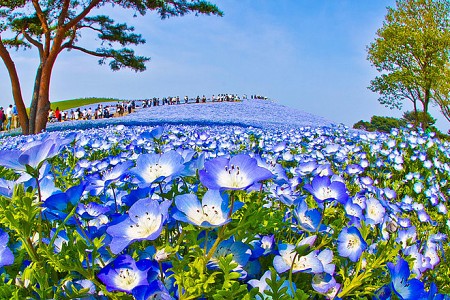 Trời đất Nhật Bản cùng hòa mình làm một ở cánh đồng hoa xanh