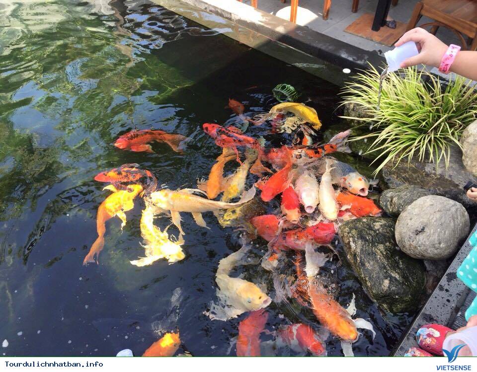 Khởi nghiệp thành công với mô hình nuôi cá Koi  VMC Việt Nam