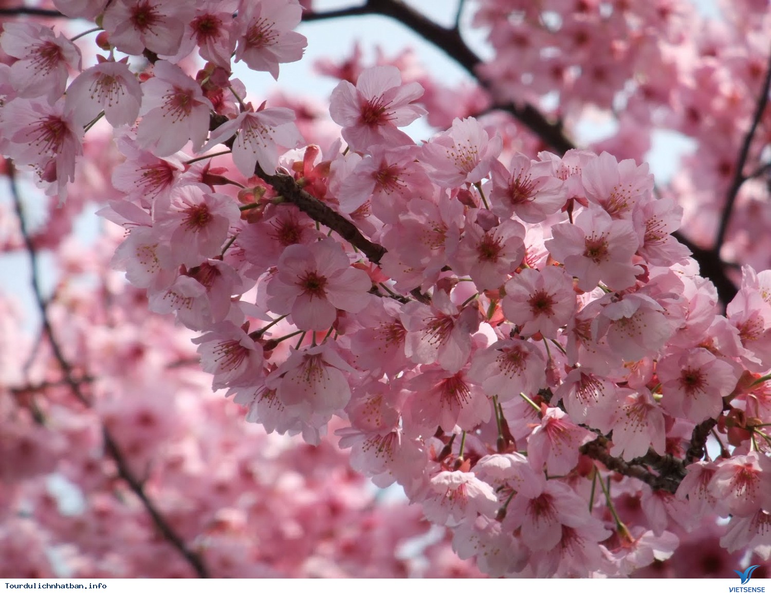 Lễ Hội Hoa Anh Đào Hanami - Ảnh 3 Lễ Hội Hoa Anh Đào Hanami - Ảnh 3